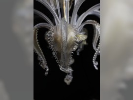 Cache inférieur en verre d'un lustre, orné de feuilles finement sculptées